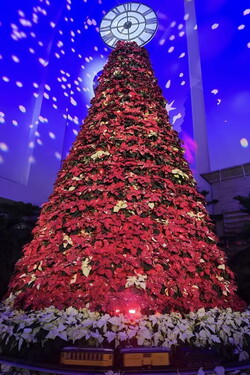 Poinsettia tree