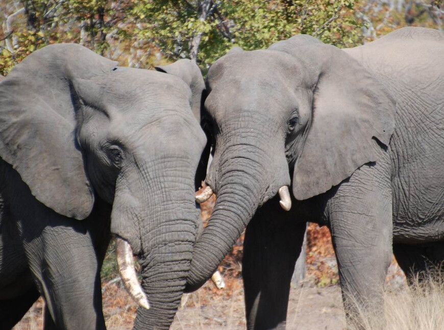 Studies in animal obesity