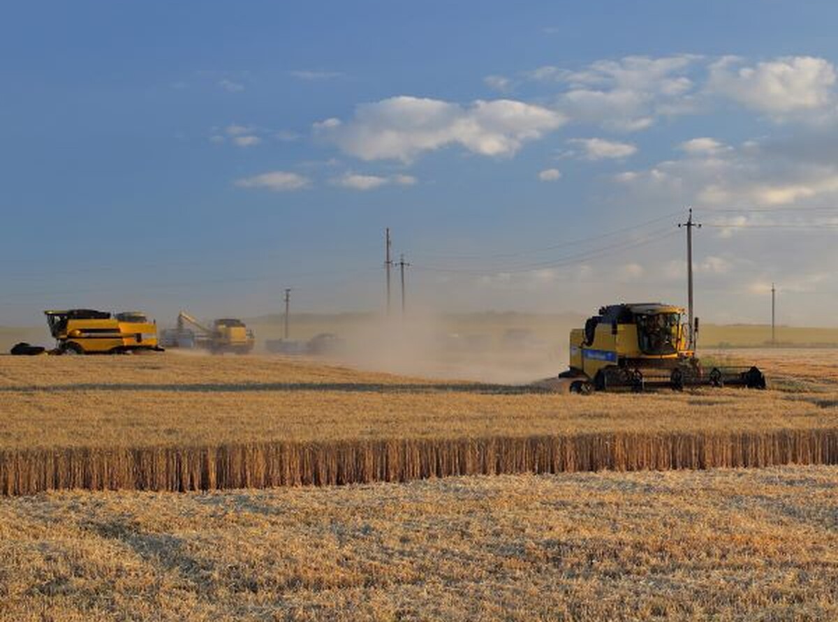 Ukrainian farmers combine wheat.