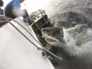 During her time in South Africa, Schumacher went cage diving with great white sharks.