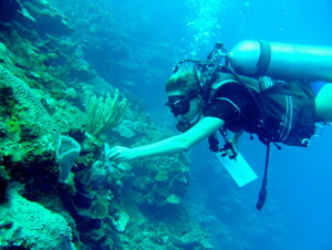 Scuba diver in the ocean touches coral rock.